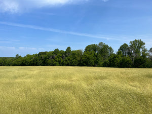 Crop field at Grassland Farm in Powhatan, Virginia